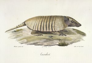 Encoubert, Armadillo, z Natural History of savců (barva litho) od French School