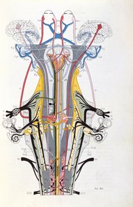 Obr. 212 ze Semiology of Nervous System Affections od J. Dejerine, 1914 od French School