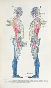 Obr. 381 & 382 Nervový systém, ze Semiologie des Affections du System Nerveux od J. Dejerine, 1914 od French School