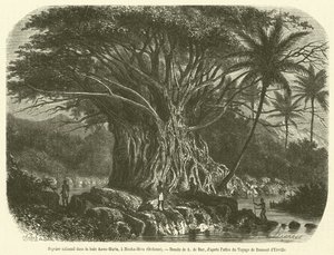 Kolosální fíkovník v zátoce Anna-Maria, v Nouka-Hiva, Oceánie (rytina) od French School