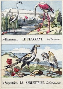 Flament a had. Rytina "Buffon Alphabet des Oiseaux n 2". 3. série N 2. Zobrazování Epinalu, Epinal, konec 19. století. 16 stran. Rozměr: 28 x 21 cm od French School