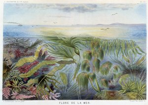 Flora moře - in "Le Monde de la Mer" Alfred Fredol, ed. Paris, Hachette. od French School