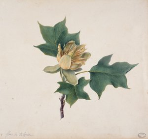 Květ tulipánového stromu od French School