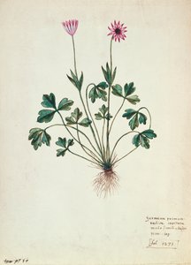 Fol.1275 Geranium (wc na papíře) od French School