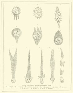 Formy komet podle historika Plinia (rytina) od French School