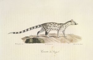 Senegal Genet, z přirozené historie savců (barevné lito) od French School