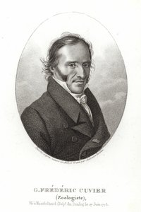 George Cuvier od French School
