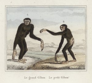 Giboni od French School