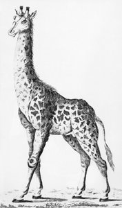 Žirafu, kterou přivezl pan Levaillant na cestách po Africe, ilustrace z Observations sur la Physique, sur lHistoire Naturelle et sur les Arts, věnované Mgr. Le Comte dArtois, prosinec 1789 od French School