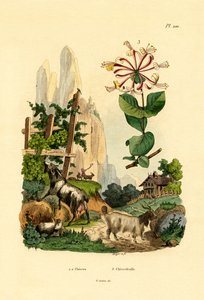 Kozy, 1833-39 od French School