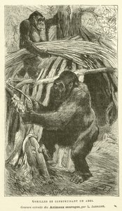 Gorillas Building A Shelter (rytina) od French School