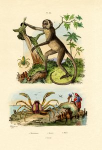 Green Huntsman Spider, 1833-39 od French School