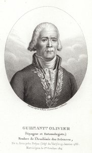 Guillaume Antoine Olivier od French School