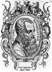 Guillaume Rondelet od French School