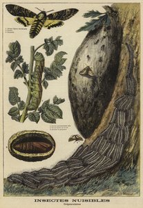Škodlivý hmyz: Deaths Head Hawkmoth od French School