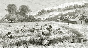 Sklizeň koky, Peru, ilustrace z časopisu Le Tour du Monde, 1877 od French School