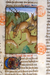 Stádo jelenů, z Livre de la Chasse od Gastona Phebuse de Foix (1331-91) od French School