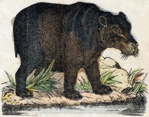 Hroch. Gravírování v „“Abeceda zvířat sauvages““. 9. série. Obrázky Epinal, Pellerin, tiskárna-nakladatel, kolem roku 1870. Rytiny na dřevě, šablona. 16 stran. Rozměr: 20 x 15 cm. Soukromá sbírka od French School