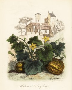 Honfleur meloun, Cucumis melo od French School