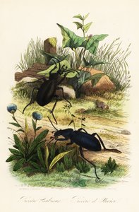 Obrovští fialoví střevlíci, Carabus scabrosus od French School