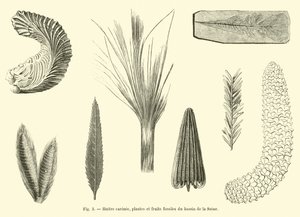 Ústřice Carenee, fosilní rostliny a plody z povodí Seiny od French School
