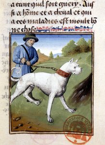 Lovecký pes držený na vodítku - v „“ Book of Hunting od Gastona Phoebuse, hraběte z Foix, lorda z Béarnu““ od French School