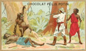 Lov orangutanů (chromolitho) od French School