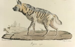 Hyena, hyena pruhovaná, z Přírodní historie savců (barva litho) od French School