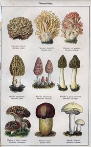 Ilustrace k knize "mon docteur - traite de medecine et d