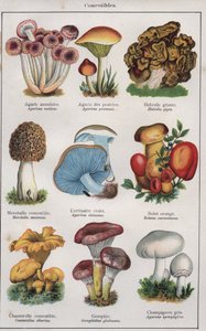 Ilustrace k "traite de medecine et d