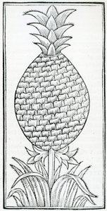 Ilustrace z „De la přírodní historie Indie“ od Gonzala Fernándeze de Oviedo (1478–1557) od French School