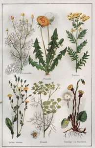 Ilustrace z knihy "Mon docteur - Traite de Medecine et d