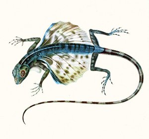 Ilustrace klouzajícího ještěra - Draco Volans 1831 (barevná rytina) od French School