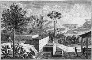 Indigoterie v Senegalu v 17. století. od French School