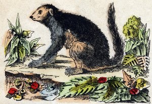 Indri (Lemurský). Gravírování v „“Abeceda zvířat sauvages““. 9. série. Obrázky Epinal, Pellerin, tiskárna-nakladatel, kolem roku 1870. Rytiny na dřevě, šablona. 16 stran. Rozměr: 20 x 15 cm. Soukromá sbírka od French School