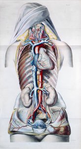 Vnitřní orgány ženy, deska z Anatomických, fyziologických a patologických výzkumů žilního systému od Gilberta Brescheta (1784-1845) vyryla Engelmann, Paříž, 1829 od French School