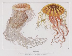 Medúzy (barevná litografie) od French School
