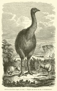 Kiwi et Dinormis ingens ou moa (rytina) od French School