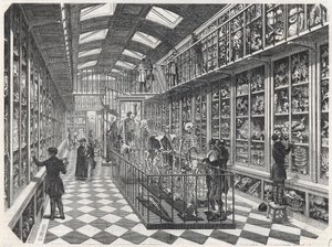 Pařížská lékařská fakulta – galerie srovnávací anatomie – rytina do „“Tableau-de-Paris““ od Edmonda Texiera 1852. od French School