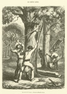 The Lifting of the Bark (rytina) od French School