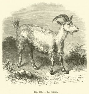 La chevre (rytina) od French School