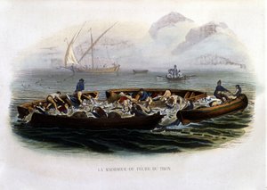 Past nebo lov tuňáků – v “”Přírodní historii Lacepède”” od French School