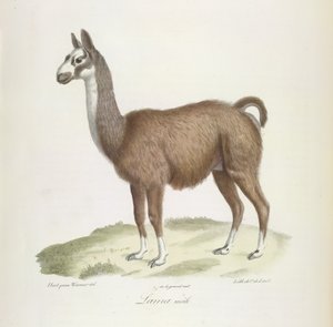Samec lamy, z Přírodní historie savců (barevné lito) od French School