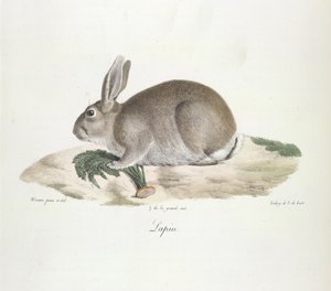 Králík, králík, z přírodní historie savců (barevné lito) od French School