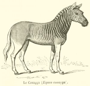 Le Couagga, Equus couagga (rytina) od French School