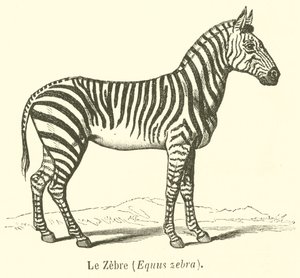 Zebra, Equus zebra (rytina) od French School