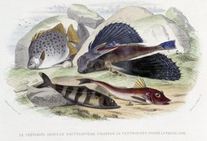 Chatodon argus, tyloptera pirapede, pilot centronote, lyra trigle - v „Histoire Naturelle“ od Lacépède, ed. Veurne, Paříž od French School