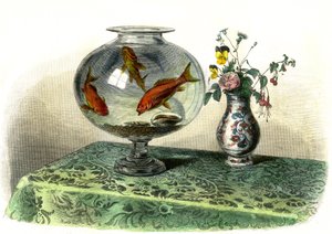 Zlatý cyprin (Cyprinus Auratus) - Deska extrahovaná z Histoire Naturelle od Bernarda Germaina de Lacepede (1856-1925), vydání P.Furme, Paříž od French School