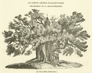Starý dub z Allouville (rytina) od French School