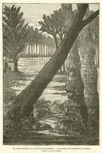 Obří stromy období karbonu (rytina) od French School